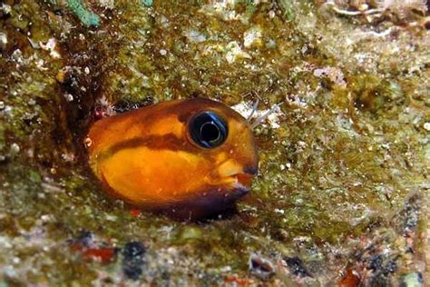 Midas Blenny: Go for the Gold with this great beginner .